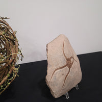 Brittle Star Fossilized Starfish Ophiura - 1 Starfish in Matrix