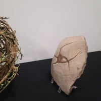 Brittle Star Fossilized Starfish Ophiura - 1 Starfish in Matrix