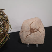 Brittle Star Fossilized Starfish Ophiura - 1 Starfish in Matrix