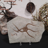 Brittle Star Fossilized Starfish Ophiura - 1 Starfish in Matrix