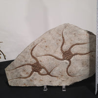 Brittle Star Fossilized Starfish Ophiura - 2 Starfish in Matrix
