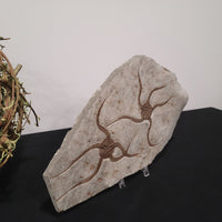 Brittle Star Fossilized Starfish Ophiura - 2 Starfish in Matrix