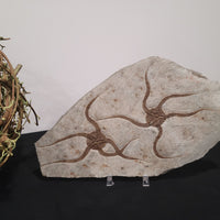 Brittle Star Fossilized Starfish Ophiura - 2 Starfish in Matrix