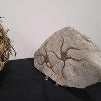 Brittle Star Fossilized Starfish Ophiura - 2 Starfish in Matrix