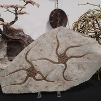 Brittle Star Fossilized Starfish Ophiura - 2 Starfish in Matrix